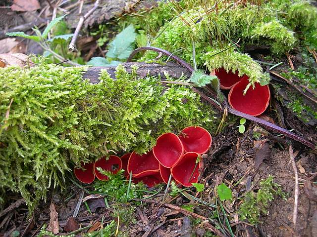 Il Risveglio dei Funghi